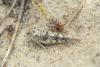 Sphingonotus sp.